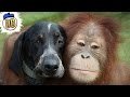 animal-friends-22-05-2017