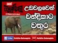 balumgala-27-07-2017