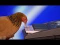 keyboard-playing-chicken-08-06-2017