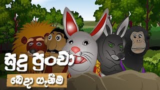 sudu-puncha-20-11-2019