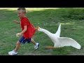 animal-compilation-11-07-2017