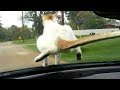 funniest-animals-21-08-2017