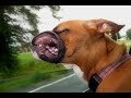 animals-vs-babies-11-07-2017