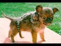 best-animal-friends-30-05-2017