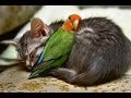 Animal Friendship 25-05-2017