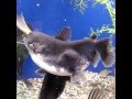 a-monster-catfish-swallows-a-fish-14-06-2017