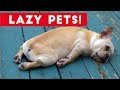 funny-lazy-pets-02-07-2017