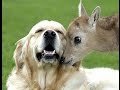 rare-animal-friendships-05-06-2017