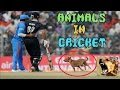 animals-in-cricket-match-21-07-2017