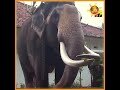 nadungamuge-jaja-13-08-2018